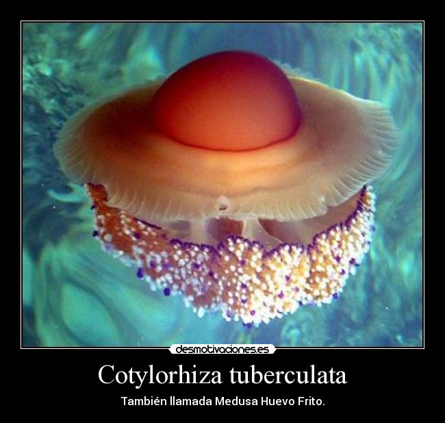 Cotylorhiza tuberculata - También llamada Medusa Huevo Frito.