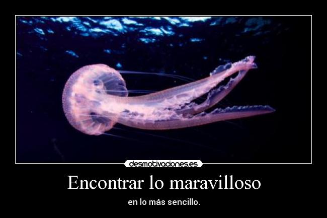Encontrar lo maravilloso -