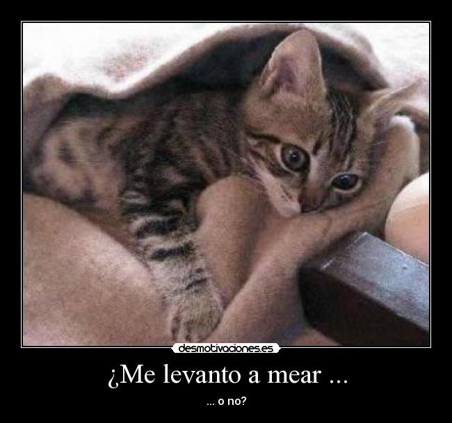 ¿Me levanto a mear ... - ... o no?