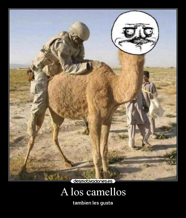 A los camellos -