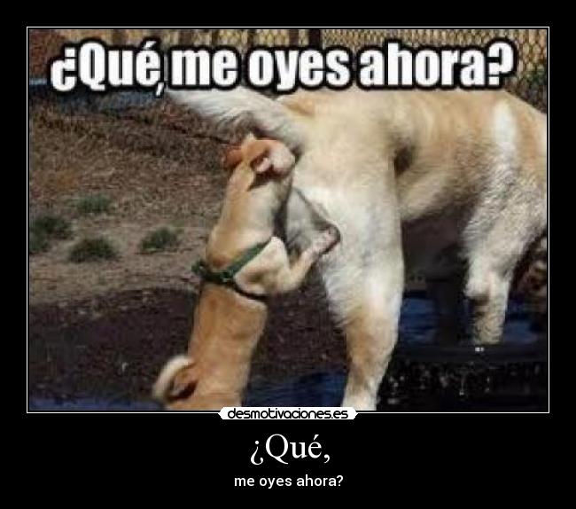 ¿Qué, - me oyes ahora?