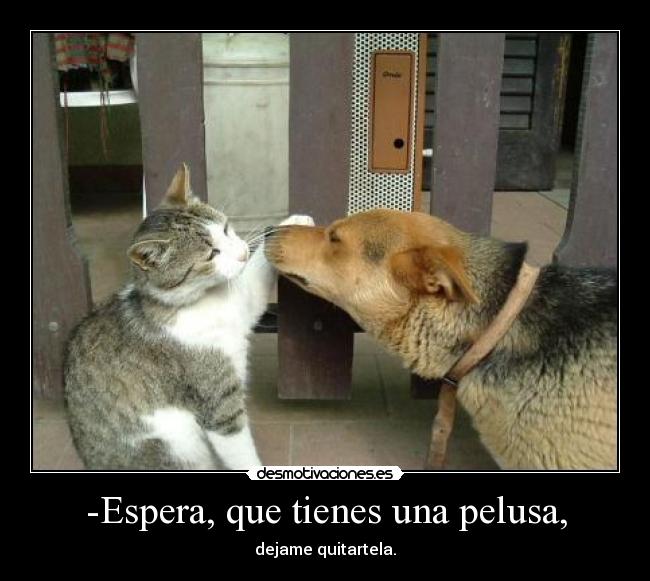 -Espera, que tienes una pelusa, - dejame quitartela.