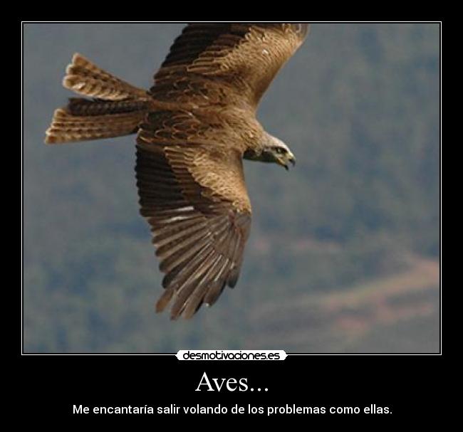 Aves... - 