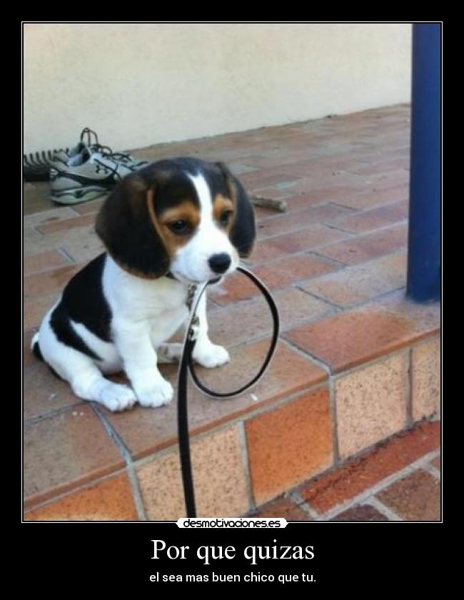 carteles dog desmotivaciones