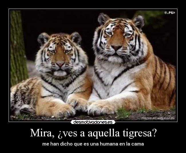 Mira, ¿ves a aquella tigresa? -