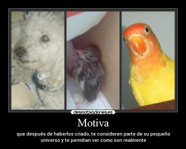 Motiva - que después de haberlos criado, te consideren parte de su pequeño
universo y te permitan ver como son realmente