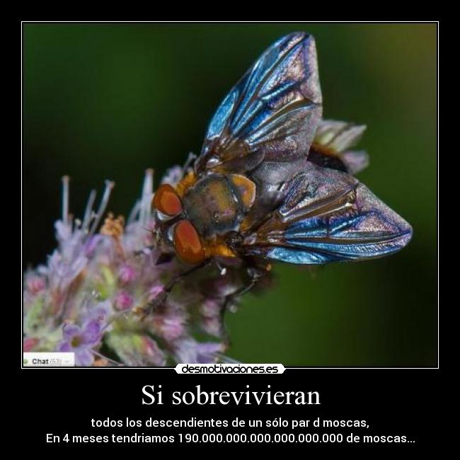 carteles moscas walt_k desmotivaciones