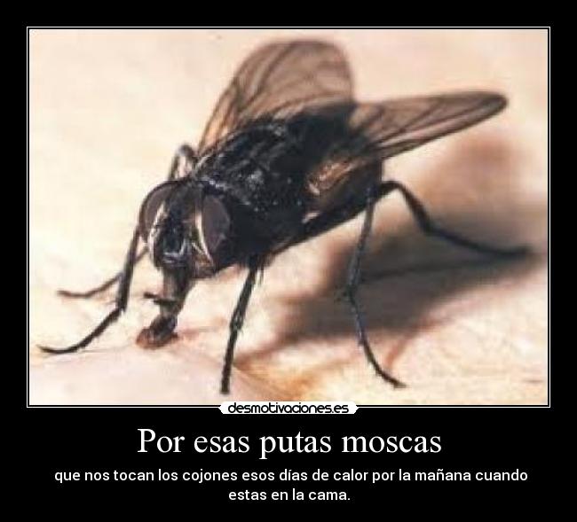 Por esas putas moscas -