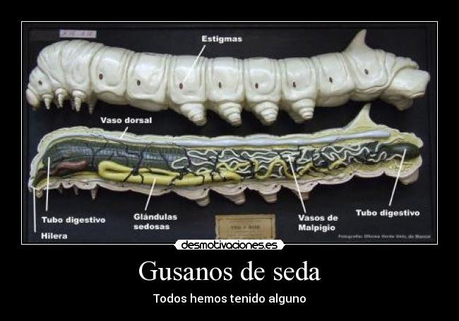 Gusanos de seda - Todos hemos tenido alguno