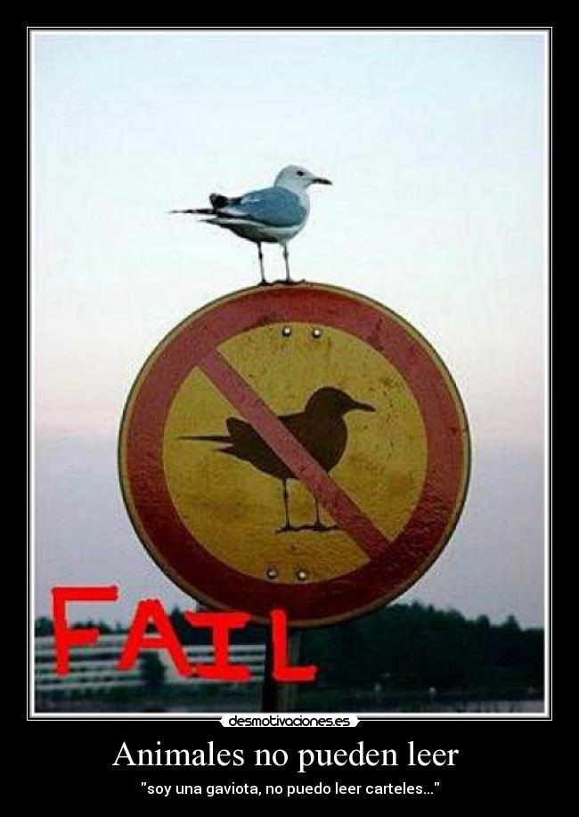 carteles animales gaviotas desmotivaciones