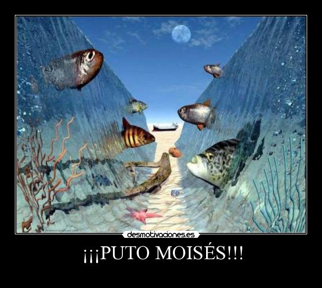 ¡¡¡PUTO MOISÉS!!! - 