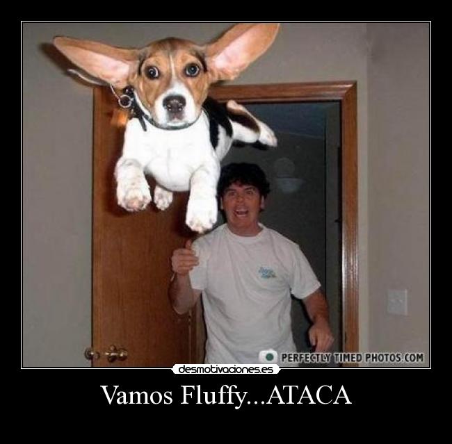 Vamos Fluffy...ATACA -