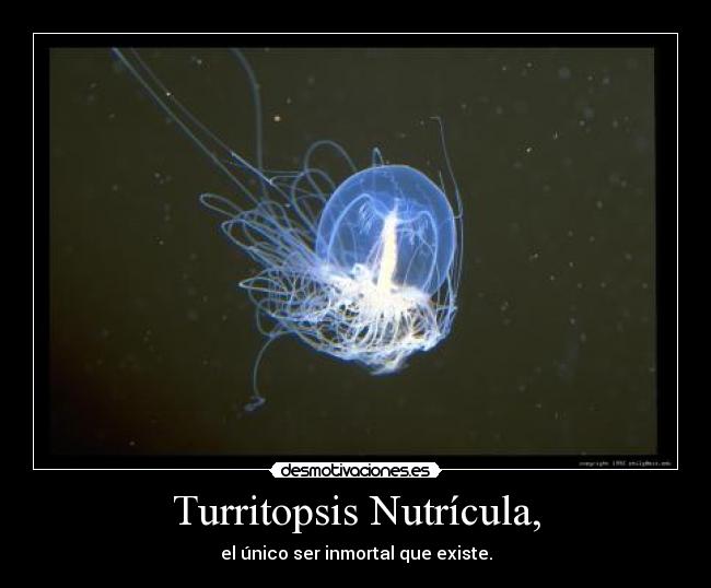 Turritopsis Nutrícula, - el único ser inmortal que existe.