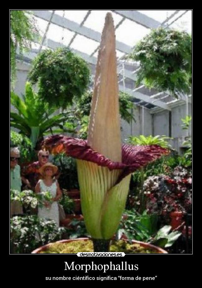 Morphophallus -