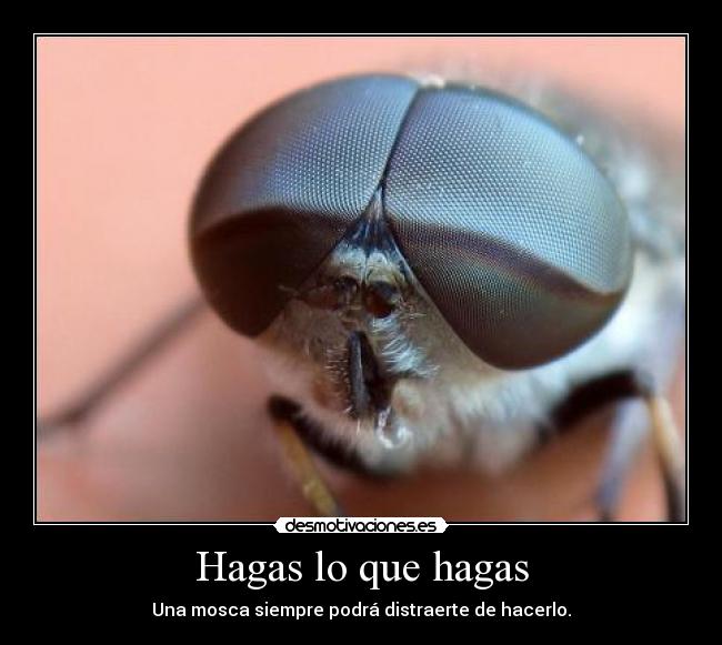 Hagas lo que hagas - Una mosca siempre podrá distraerte de hacerlo.