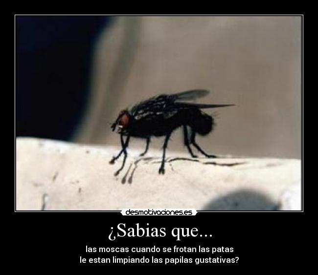¿Sabias que... - las moscas cuando se frotan las patas
le estan limpiando las papilas gustativas?