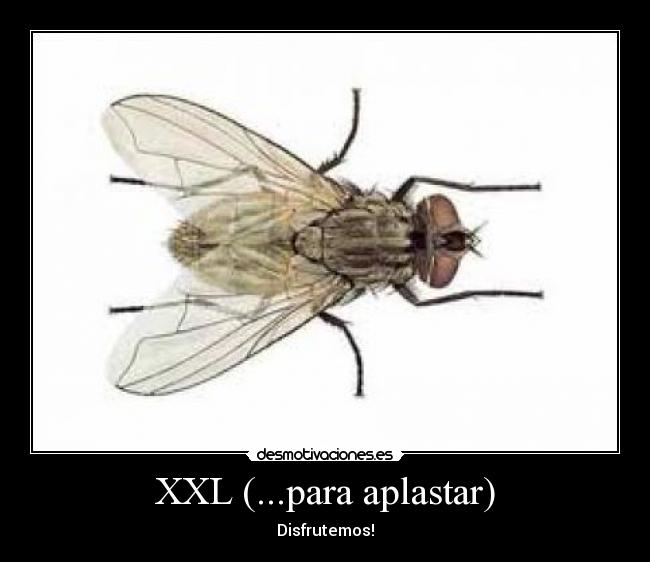 XXL (...para aplastar) - Disfrutemos!