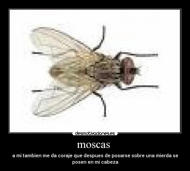 moscas  - a mi tambien me da coraje que despues de posarse sobre una mierda se
posen en mi cabeza