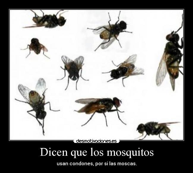 Dicen que los mosquitos -