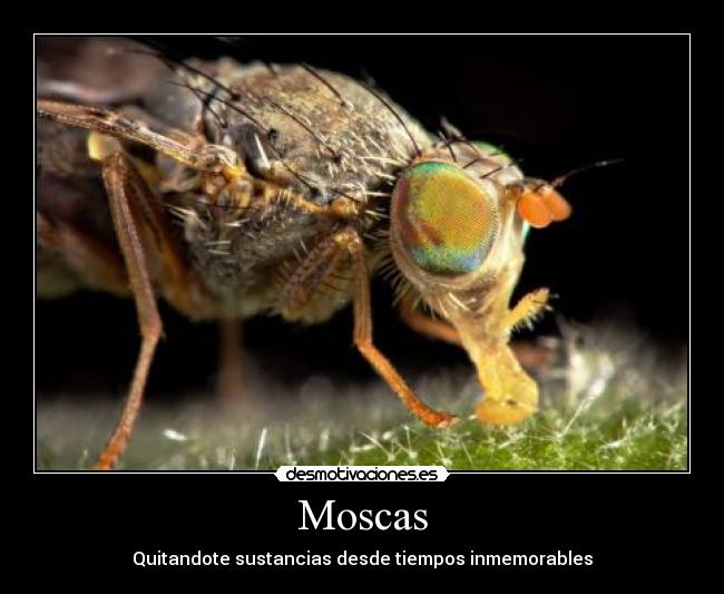 Moscas - Quitandote sustancias desde tiempos inmemorables