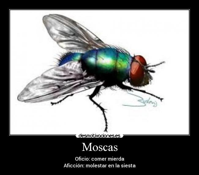 Moscas - Oficio: comer mierda
Aficción: molestar en la siesta