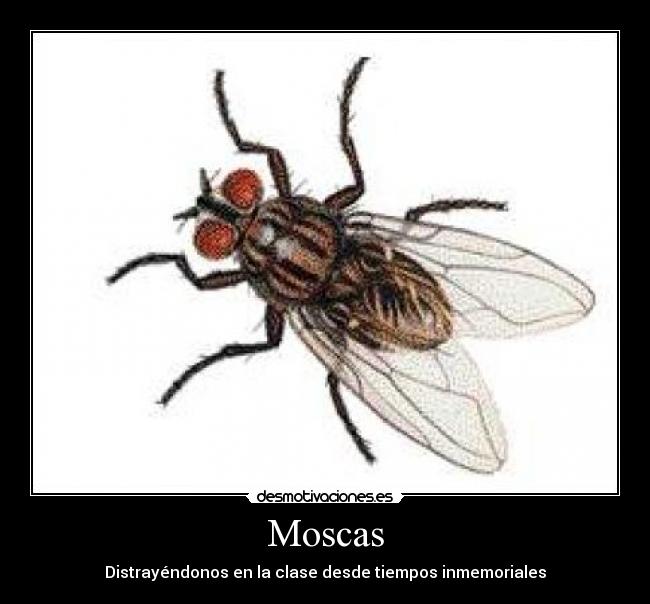 Moscas - 