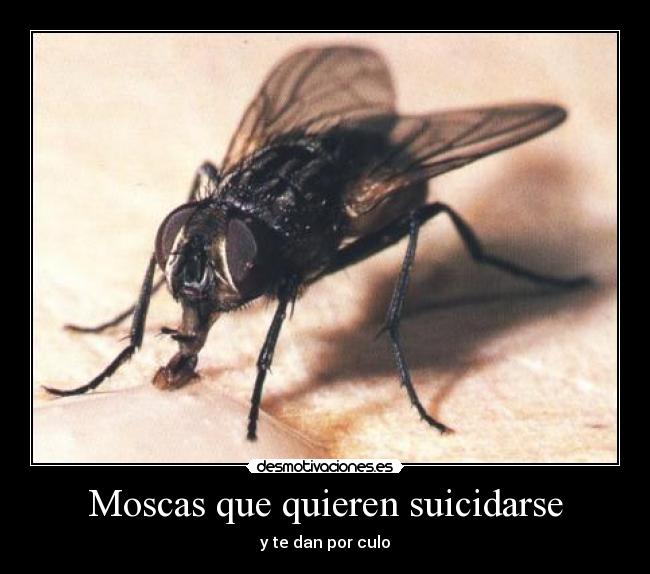 Moscas que quieren suicidarse - y te dan por culo