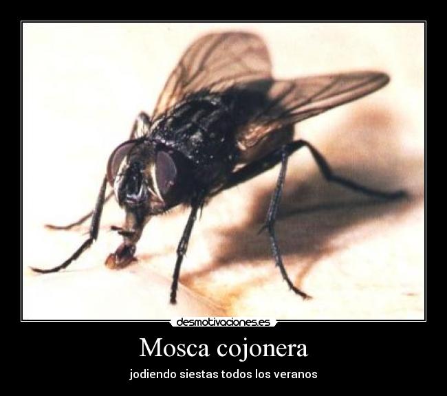 Mosca cojonera - jodiendo siestas todos los veranos