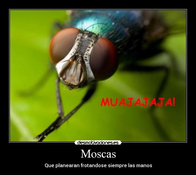 Moscas - Que planearan frotandose siempre las manos