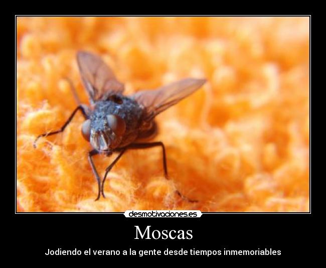Moscas - Jodiendo el verano a la gente desde tiempos inmemoriables