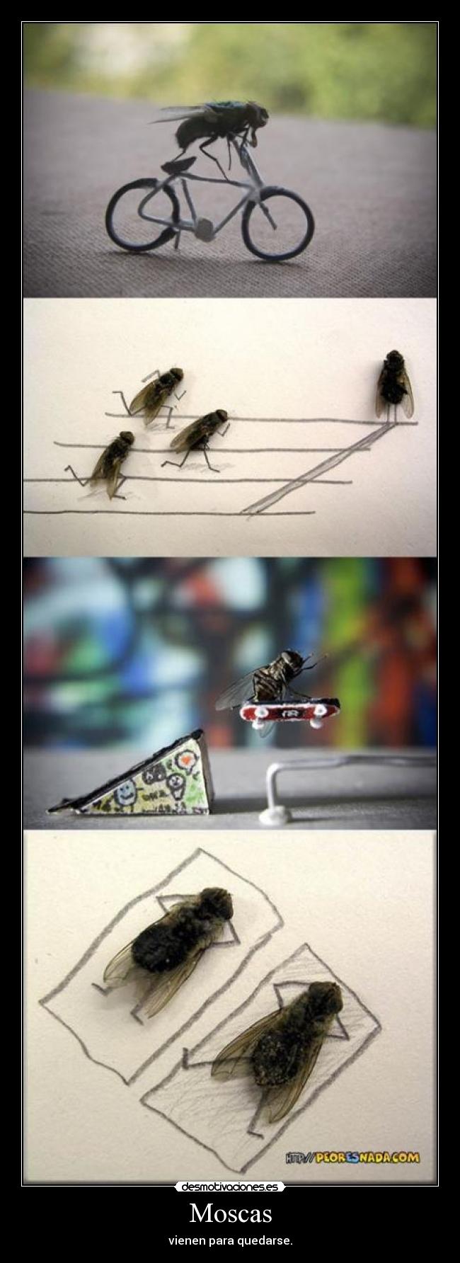 Moscas - vienen para quedarse.