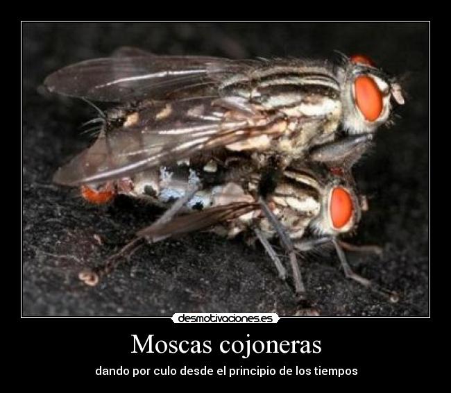 Moscas cojoneras - dando por culo desde el principio de los tiempos
