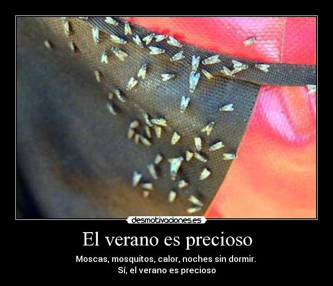El verano es precioso - Moscas, mosquitos, calor, noches sin dormir. 
Sí, el verano es precioso