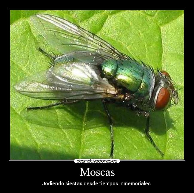 Moscas - 