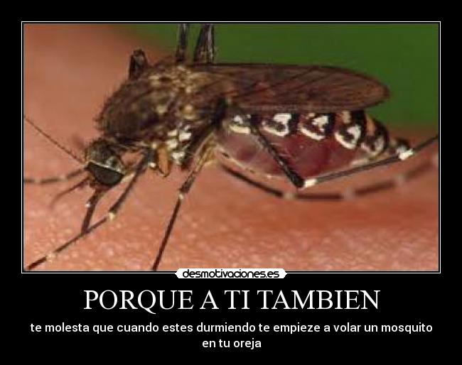 PORQUE A TI TAMBIEN - te molesta que cuando estes durmiendo te empieze a volar un mosquito en tu oreja