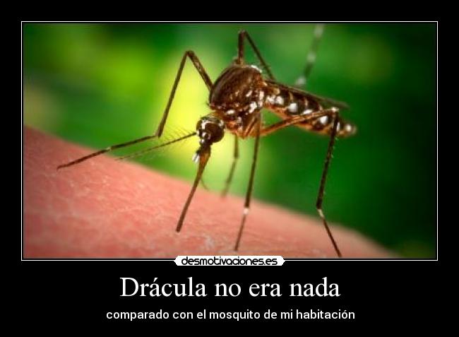 Drácula no era nada - comparado con el mosquito de mi habitación