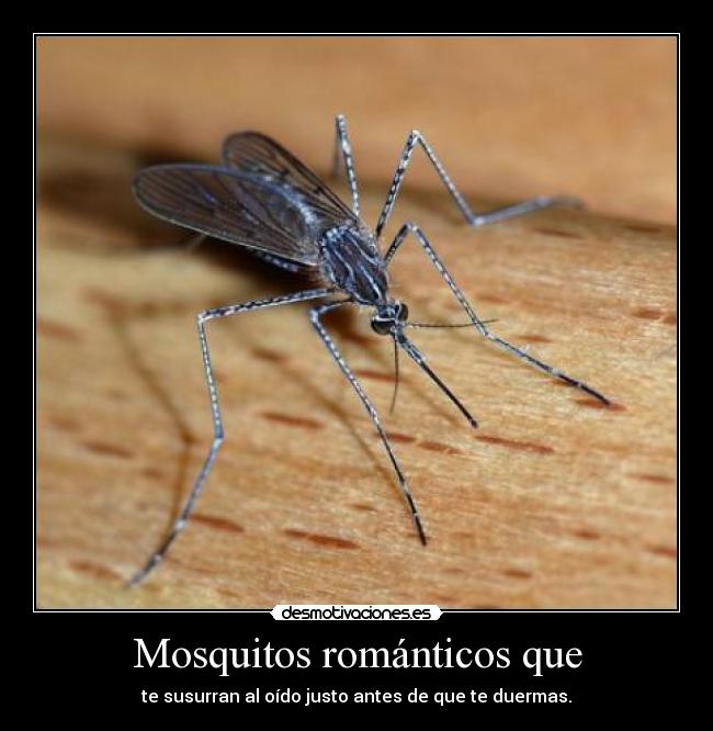 Mosquitos románticos que - te susurran al oído justo antes de que te duermas.