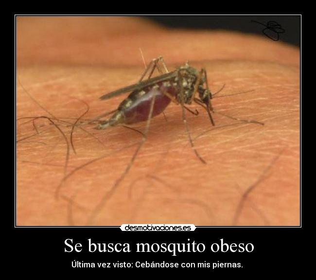 Se busca mosquito obeso - Última vez visto: Cebándose con mis piernas. 
