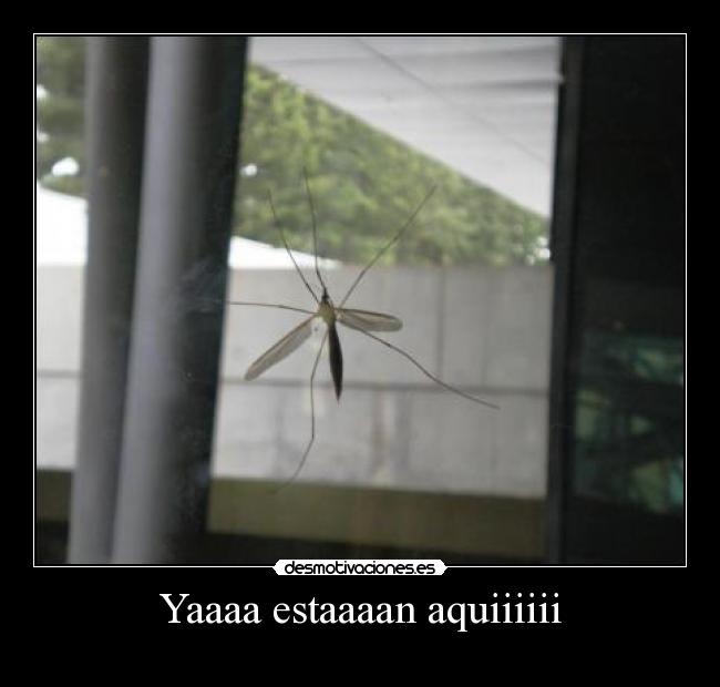 Yaaaa estaaaan aquiiiiii - 