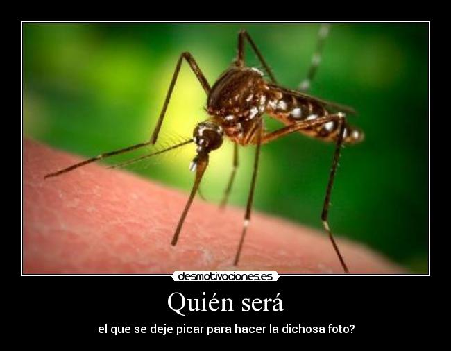 Quién será - el que se deje picar para hacer la dichosa foto?