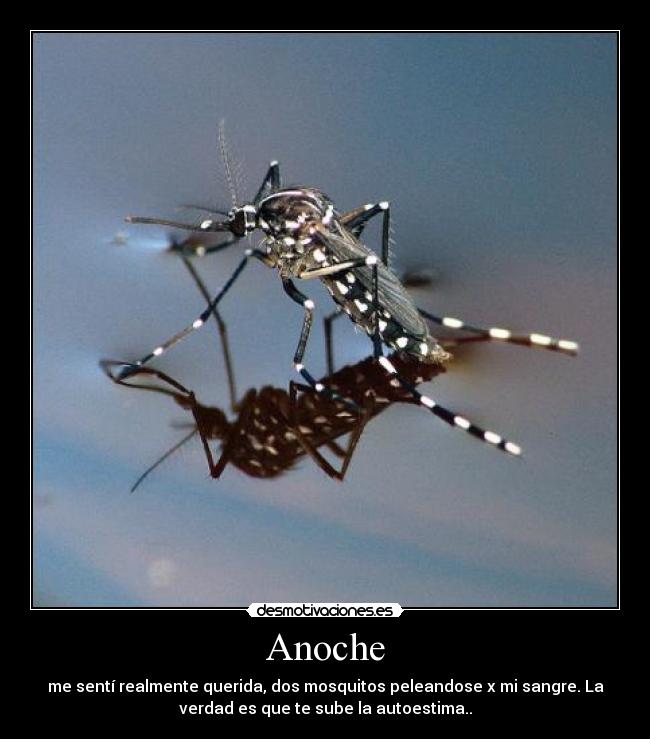 Anoche - me sentí realmente querida, dos mosquitos peleandose x mi sangre. La
verdad es que te sube la autoestima..