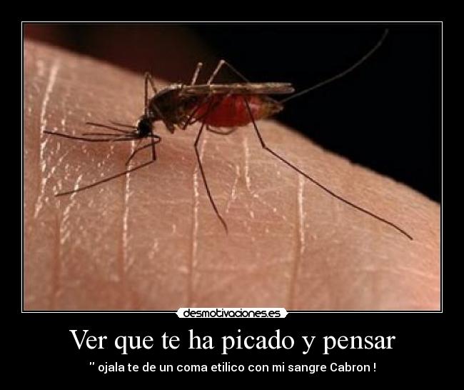 Ver que te ha picado y pensar - 
