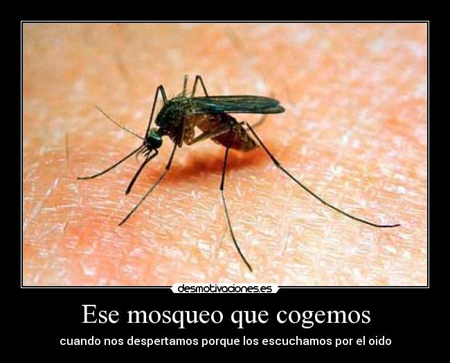 carteles mosquitos desmotivaciones