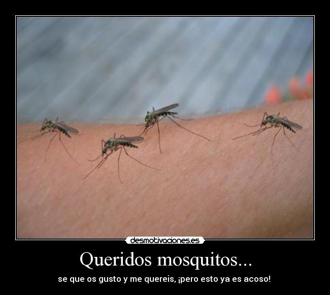 Queridos mosquitos... - 