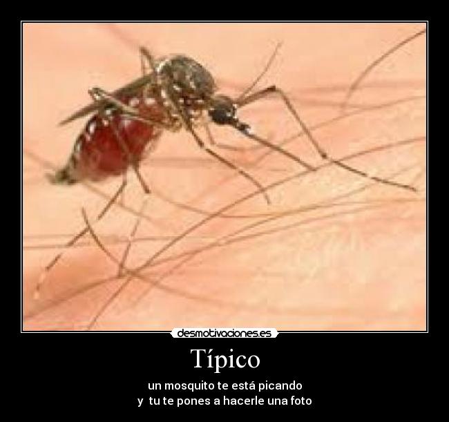 Típico - un mosquito te está picando
y tu te pones a hacerle una foto