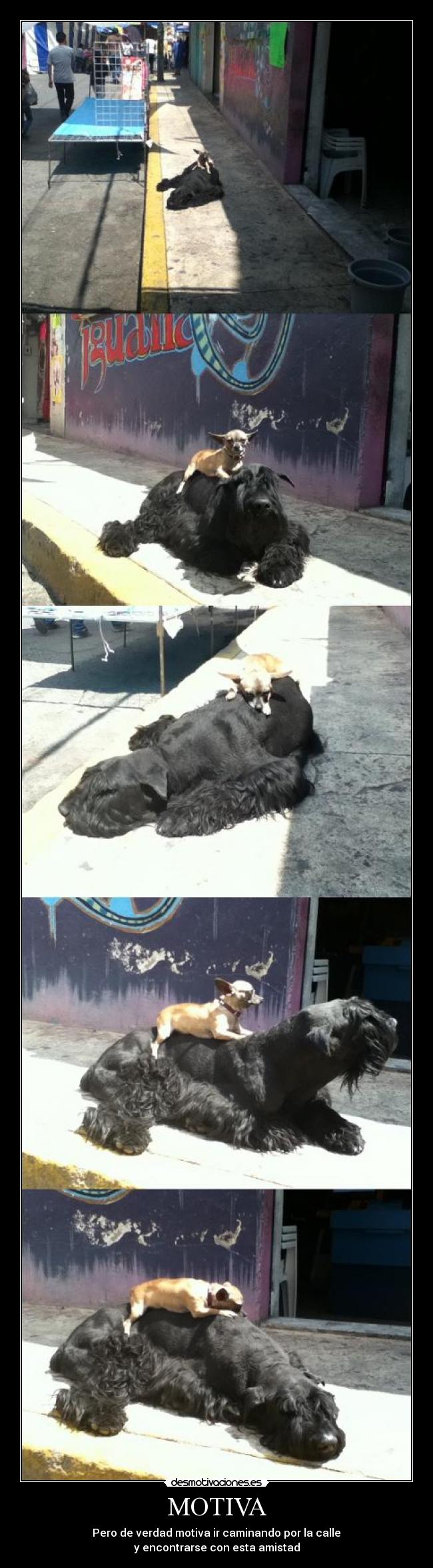 MOTIVA - Pero de verdad motiva ir caminando por la calle
y encontrarse con esta amistad