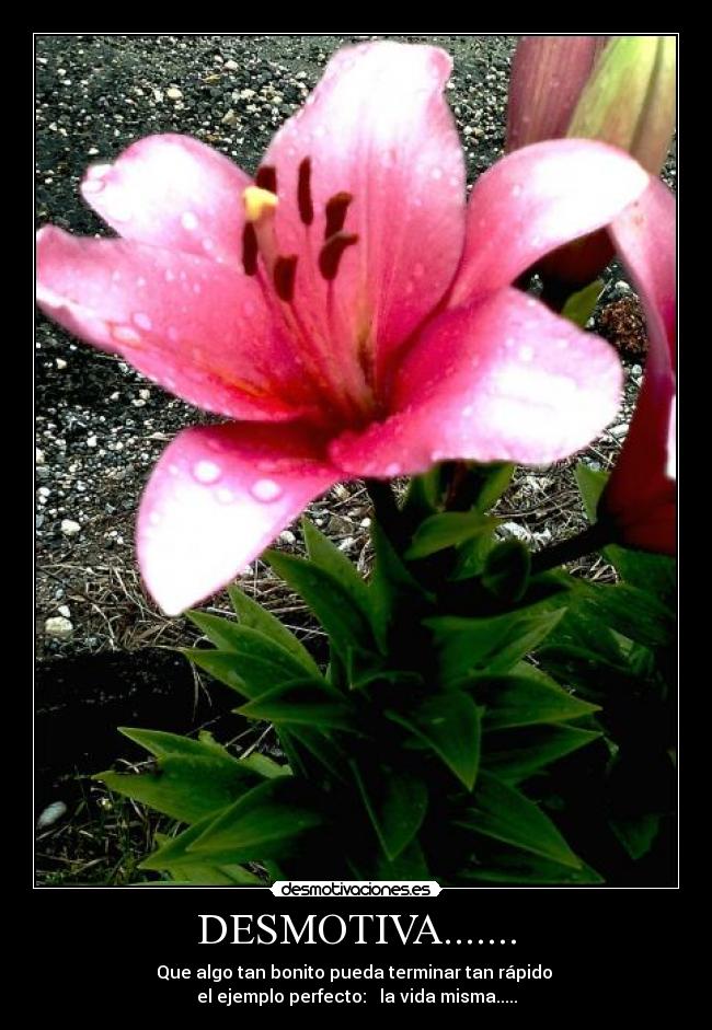 DESMOTIVA....... - Que algo tan bonito pueda terminar tan rápido
el ejemplo perfecto: la vida misma.....