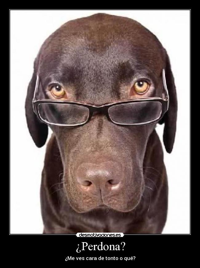 ¿Perdona? - ¿Me ves cara de tonto o qué?