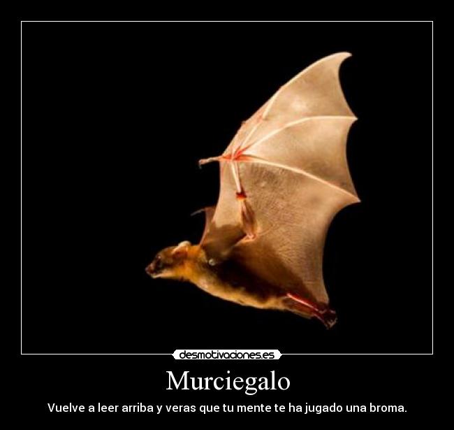 Murciegalo -