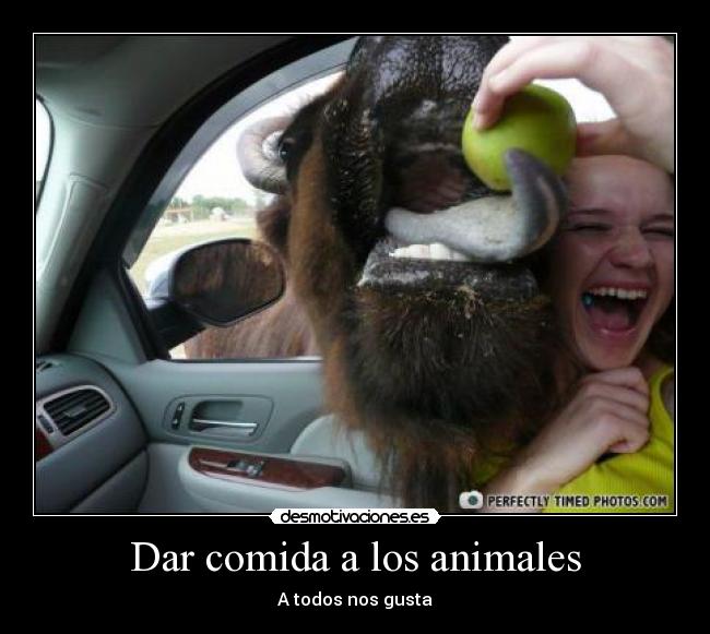 Dar comida a los animales - 